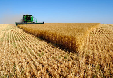 2758,6 тыс. тонн зерна намолочено в Беларуси