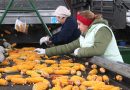 Початок к початку. Как заготавливают кукурузу в Мозырском районе Початок к початку. Как заготавливают кукурузу в Мозырском районе