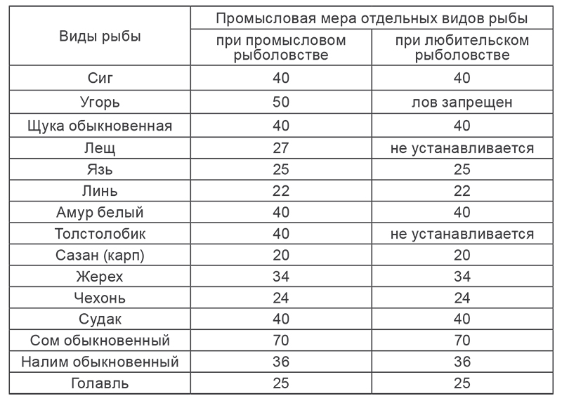 Размеры рыб на озере. Промысловая мера рыбы в РБ. Промысловый размер рыбы. Минимальный размер выловленной рыбы. Разрешённый размер вылавливаемой рыбы.