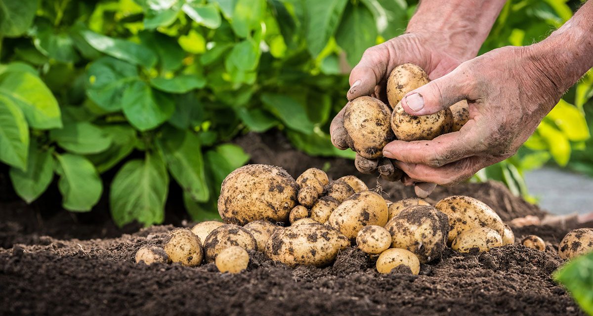 Знаете ли вы, что необходимо сделать перед посадкой картофеля, чтобы урожай порадовал? Полезные советы для мозырян