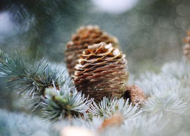 Прогноз погоды в Мозыре на 27 декабря от филиала «Гомельоблгидромет»